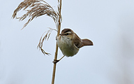 Sedge Warbler (Acrocephalus schoenobaenus)